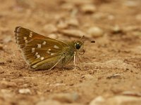 Hesperia comma 18, Kommavlinder, Vlinderstichting-Chris van Swaay  Kommavlinder Hesperia comma