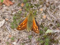 Hesperia comma 20, Kommavlinder, Vlinderstichting-Jaap Bouwman