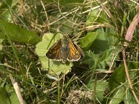 Hesperia comma 22, Kommavlnder, Saxifraga-Jan van der Straaten