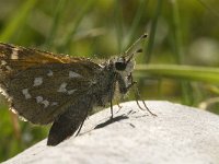 Hesperia comma 24, Kommavlinder, Saxifraga-Jan van der Straaten