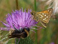 Hesperia comma 25, Kommavlinder, Saxifraga-Hans Dekker