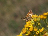 Hesperia comma 26, Kommavlinder, Saxifraga-Hans Dekker