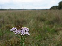 Hesperia comma 29, Kommavlinder, Saxifraga-Kars Veling