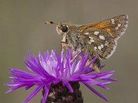 Hesperia comma 32, Kommavlinder, Saxifraga-Mark Zekhuis