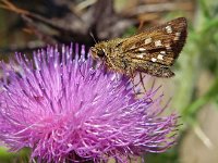 Hesperia comma 34, Kommavlinder, Saxifraga-Hans Dekker