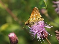 Hesperia comma 37, Kommavlinder, Saxifraga-Hans Dekker