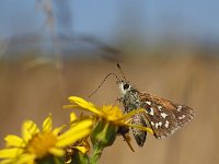 Hesperia comma 39, Kommavlinder, Saxifraga-Hans Dekker