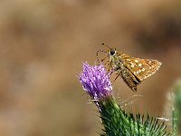 Hesperia comma 42, Kommavlinder, Saxifraga-Hans Dekker