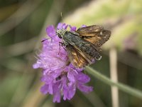 Hesperia comma 44, Kommavlinder, Saxifraga-Willem van Kruijsbergen