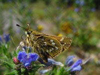 Hesperia comma 6, Kommavlinder, female, Vlinderstichting-Fons Bongers