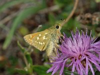 Hesperia comma 7, Kommavlinder, female, Saxifraga-Jan van der Straaten