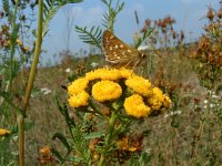 Hesperia comma 8, Kommavlinder, habitat, Vlinderstichting-Kars Veling