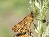 Heteropterus morpheus 12, Spiegeldikkopje, Saxifraga-Rutger Barendse