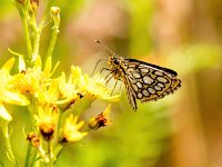 Heteropterus morpheus 14, Spiegeldikkopje, Saxifraga-Bart Vastenhouw