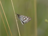 Heteropterus morpheus 16, Spiegeldikkopje, Saxifraga-Mark Zekhuis