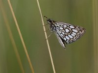 Heteropterus morpheus 17, Spiegeldikkopje, Saxifraga-Mark Zekhuis