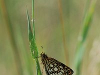 Heteropterus morpheus 3, Spiegeldikkopje, Vlinderstichting-Albert Vliegenthart