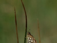 Heteropterus morpheus 4, Spiegeldikkopje, Vlinderstichting-Albert Vliegenthart