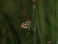 Heteropterus morpheus 5, Spiegeldikkopje, Vlinderstichting-Albert Vliegenthart