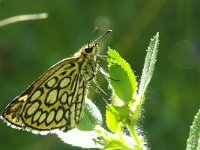 Heteropterus morpheus 7, Spiegeldikkopje, Vlinderstichting-Chris van Swaay  7.22 13:02