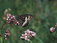 Hipparchia alcyone 21, Kleine boswachter, Vlinderstichting-Kars Veling