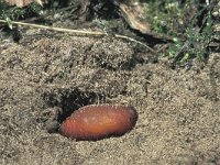 Hipparchia alcyone 8, Kleine boswachter, pupa, in underground hole, Saxifraga-Frits Bink