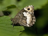 Hipparchia fagi 24, Grote Boswachter, Saxifraga-Willem van Kruijsbergen