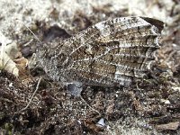 Hipparchia semele 37, Heivlinder, Saxifraga-Frank Dorsman  Hipparchia semele, HeivlinderNoordwijk 230711