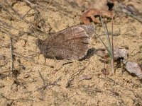 Hipparchia statilinus 15, Kleine heivlinder, Vlinderstichting-Jaap Bouwman