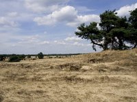 Hipparchia statilinus 22, Kleine heivlinder, habitat, NL. Gelderland, Barneveld, Kootwijkerzand, Saxifraga-Kars Veling