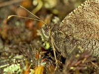 179_70, Kleine heidevlinder : Kleine heivlinder, Hipparchia statilinus, Tree Grayling