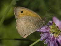 Hyponephele lupinus 2, Zuidelijk grauw zandoogje, male, Saxifraga-Marijke Verhagen