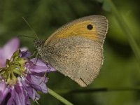 Hyponephele lupinus 3, Zuidelijk grauw zandoogje, male, Saxifraga-Marijke Verhagen