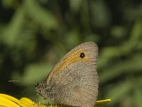 Hyponephele lupinus 5, Zuidelijk grauw zandoogje, male, Saxifraga-Marijke Verhagen