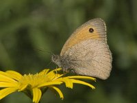 Hyponephele lupinus 6, Zuidelijk grauw zandoogje, male, Saxifraga-Marijke Verhagen