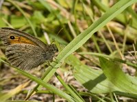 Hyponephele lycaon 8, Grauw zandoogje, Saxifraga-Jan van der Straaten