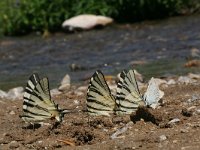 Iphiclides podalirius 12, Koningspage, Vlinderstichting-Kars Veling