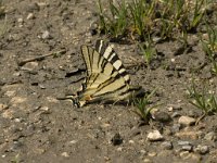 Iphiclides podalirius 18, Koningspage, Saxifraga-Marijke Verhagen