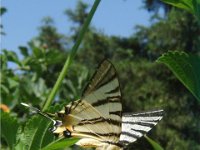 Iphiclides podalirius 19, Koningspage, Vlinderstichting-Henk Bosma