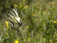 Iphiclides podalirius 21, Koningspage, Saxifraga-Jan van der Straaten