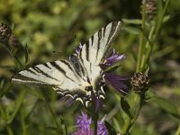 Iphiclides podalirius 23, Koningspage, Saxifraga-Marijke Verhagen