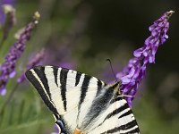 Iphiclides podalirius 25, Koningspage, Vlinderstichting-Henk Bosma