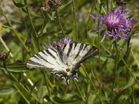 Iphiclides podalirius 28, Koningspage, Saxifraga-Marijke Verhagen