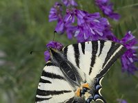 Iphiclides podalirius 31, Koningspage, Vlinderstichting-Henk Bosma