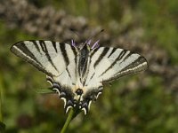 Iphiclides podalirius 34, Koningspage, Saxifraga-Marijke Verhagen