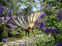 Iphiclides podalirius 37, Koningspage, Vlinderstichting-Henk Bosma