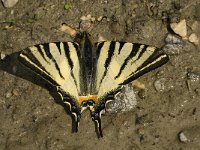 Iphiclides podalirius 40, Koningspage, Saxifraga-Marijke Verhagen