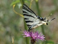 Iphiclides podalirius 43, Koningspage, Saxifraga-Jan van der Straaten