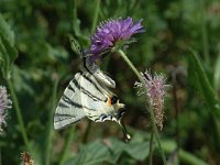 Iphiclides podalirius 46, Koningspage, Saxifraga-Jan van der Straaten