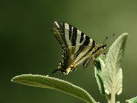 Iphiclides podalirius 5, Koningspage, Saxifraga-Dirk Hilbers